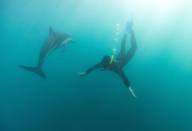 New Zealand is home to many dolphin species, and swimming with dolphins is considered to be one of the country's best experiences.