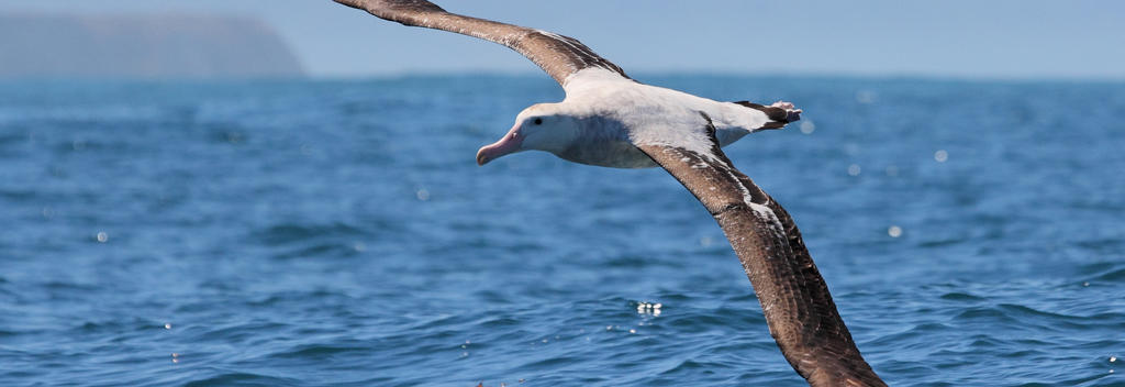 Wandering Albatross, Kaikoura New Zealand.