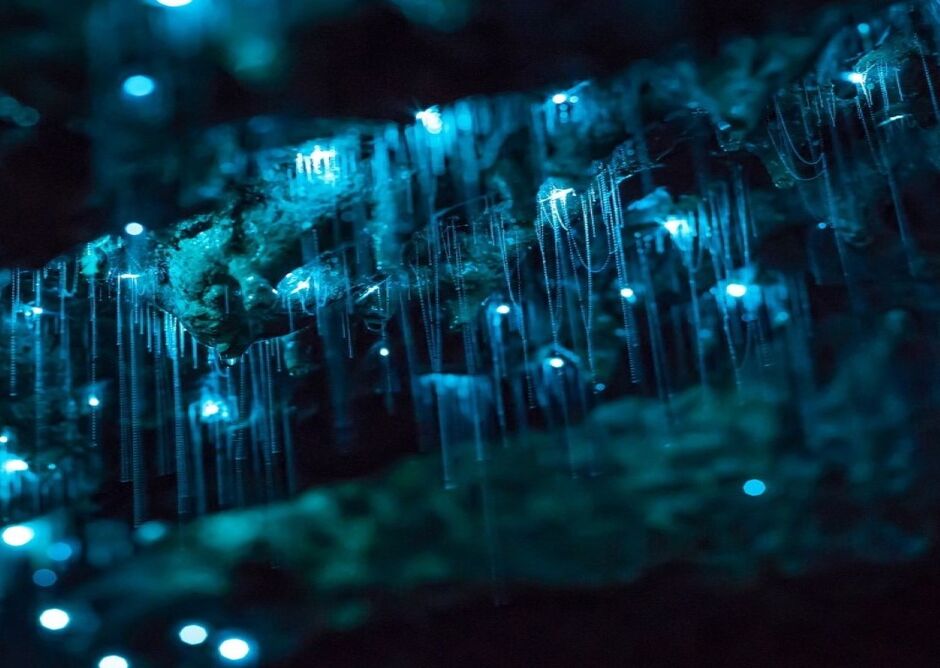 Glow Worms at nearby Waipu Caves