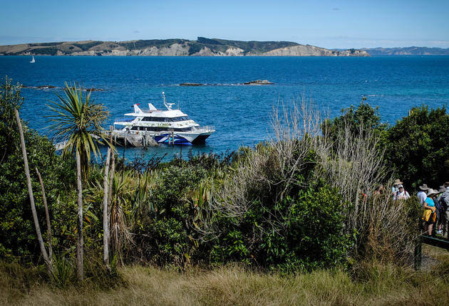 Just 30 kilometres from central Auckland, the island of Tiritiri Matangi is one of the most successful conservation projects in the country.