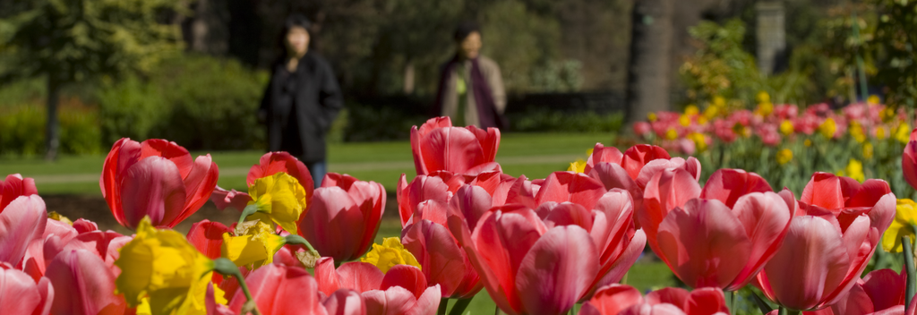 Im September, Oktober und November können Sie einen Spaziergang durch üppig blühende Frühlingsgärten unternehmen. Die Rhododendren und Tulpen sind zu dieser Zeit ein ganz besonderer Blickfang.