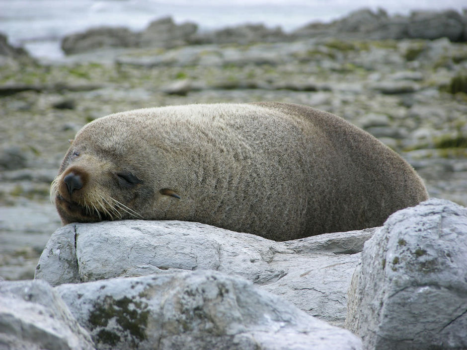 A sleeping fur seal on the Kaikoura Shoreline Walk