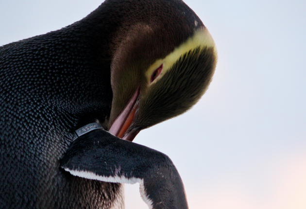 オタゴ半島にはリトル・ブルー・ペンギンと希少なイエロー・アイド・ペンギンが生息しています。