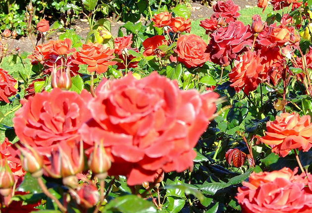 11月から4月までの間、テ・アワムトゥにはバラの香りが漂っています。この田舎町の気候はバラに向いていて素晴らしい花が咲きますので、ぜひ寄ってみましょう。