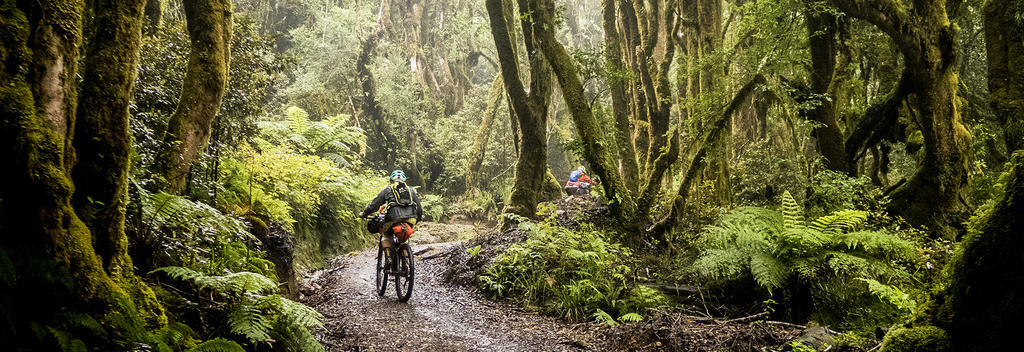 伐木自行车道沿着古老的伐木路和电车轨道，坐落在北岛中心的一片异国森林中。