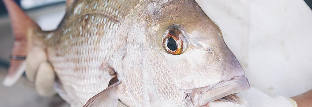 Freshly caught snapper, a highly prized eating fish in New Zealand.