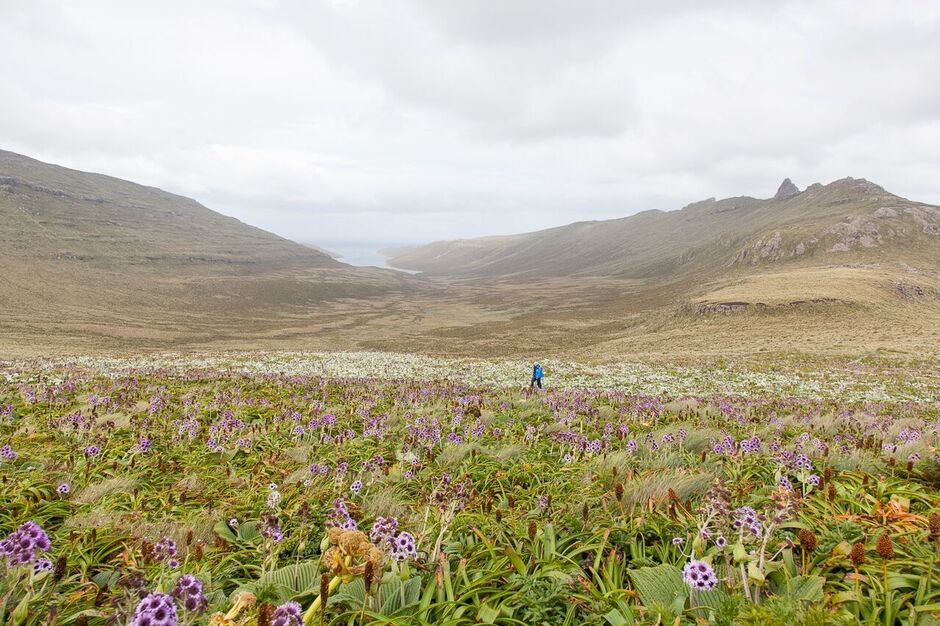 Wildflowers blooming in the Subantarctic Islands