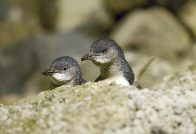オアマル・ブルーペンギン・コロニーでは、世界最小のペンギンを観察するユニークな機会を提供しています。