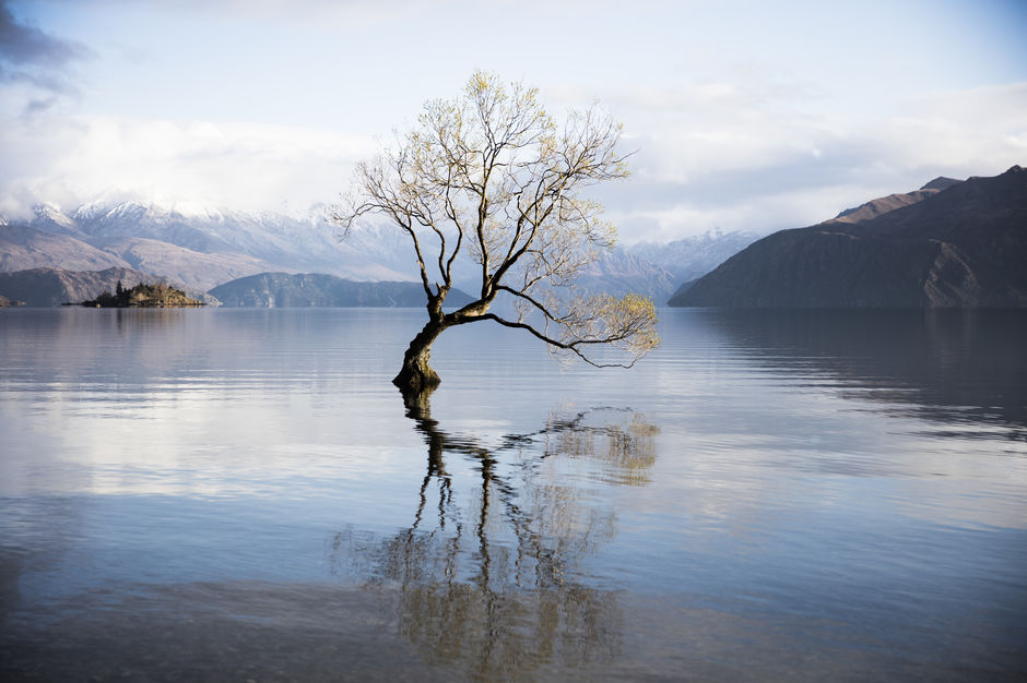 湖に立つたった１本の木が絵になる、通年人気の写真スポットです。