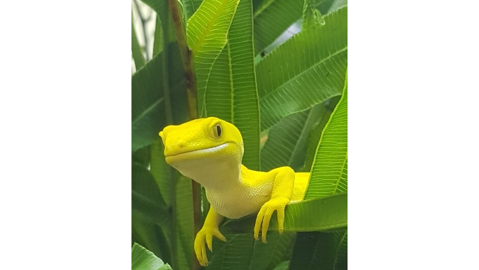 Green gecko (yellow morph) at Ōtorohanga Kiwi House