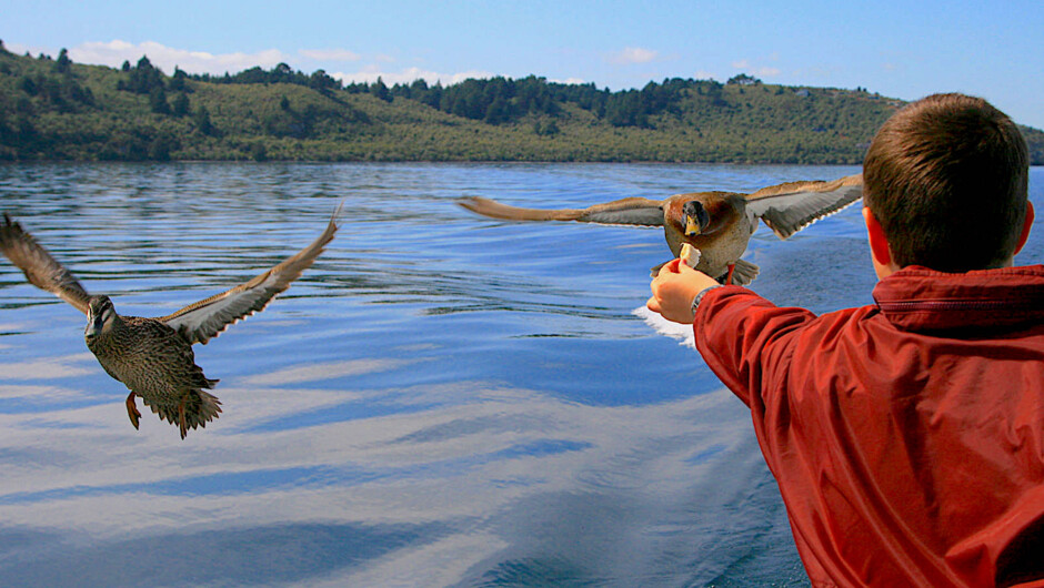 Feed the flying locals as they zoom past the boat.  Chris Jolly Outdoors have set the tour up so there is plenty for the kids to do. Drive the boat with the Skipper, enjoy the treasure hunt on board, or join in with helping the crew. See the Māori Rock Ca