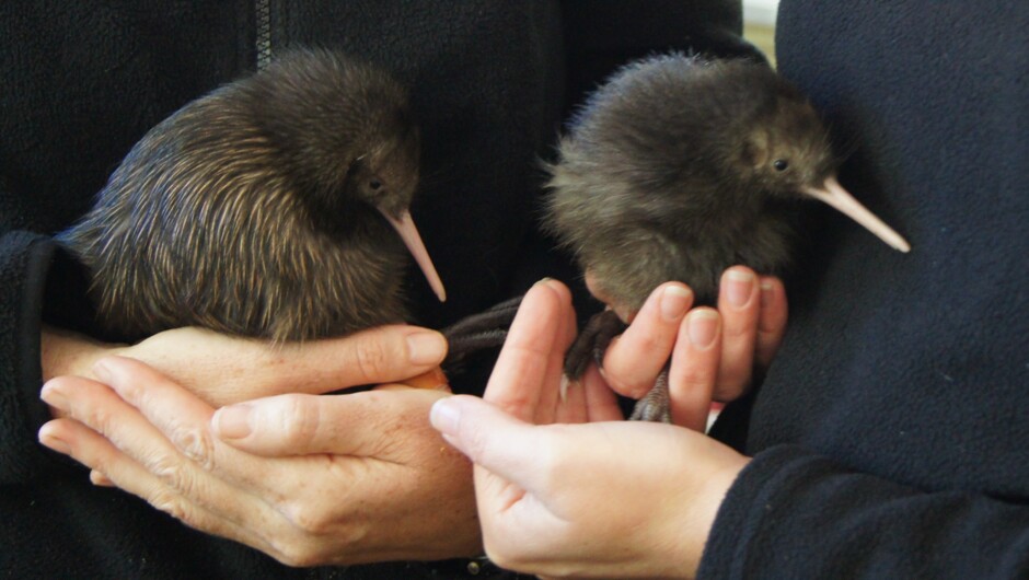 Brown kiwi chicks bred at the Ōtorohanga Kiwi House and Native Bird Park